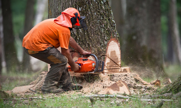 6 steps to successful tree felling